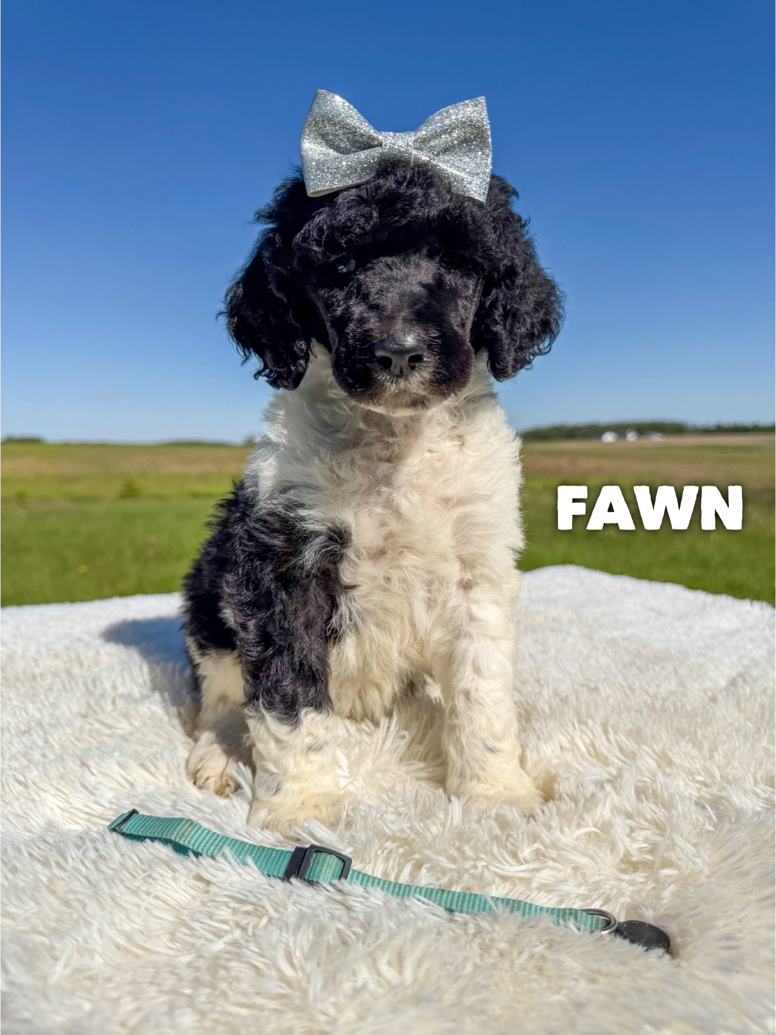 Fawn 1